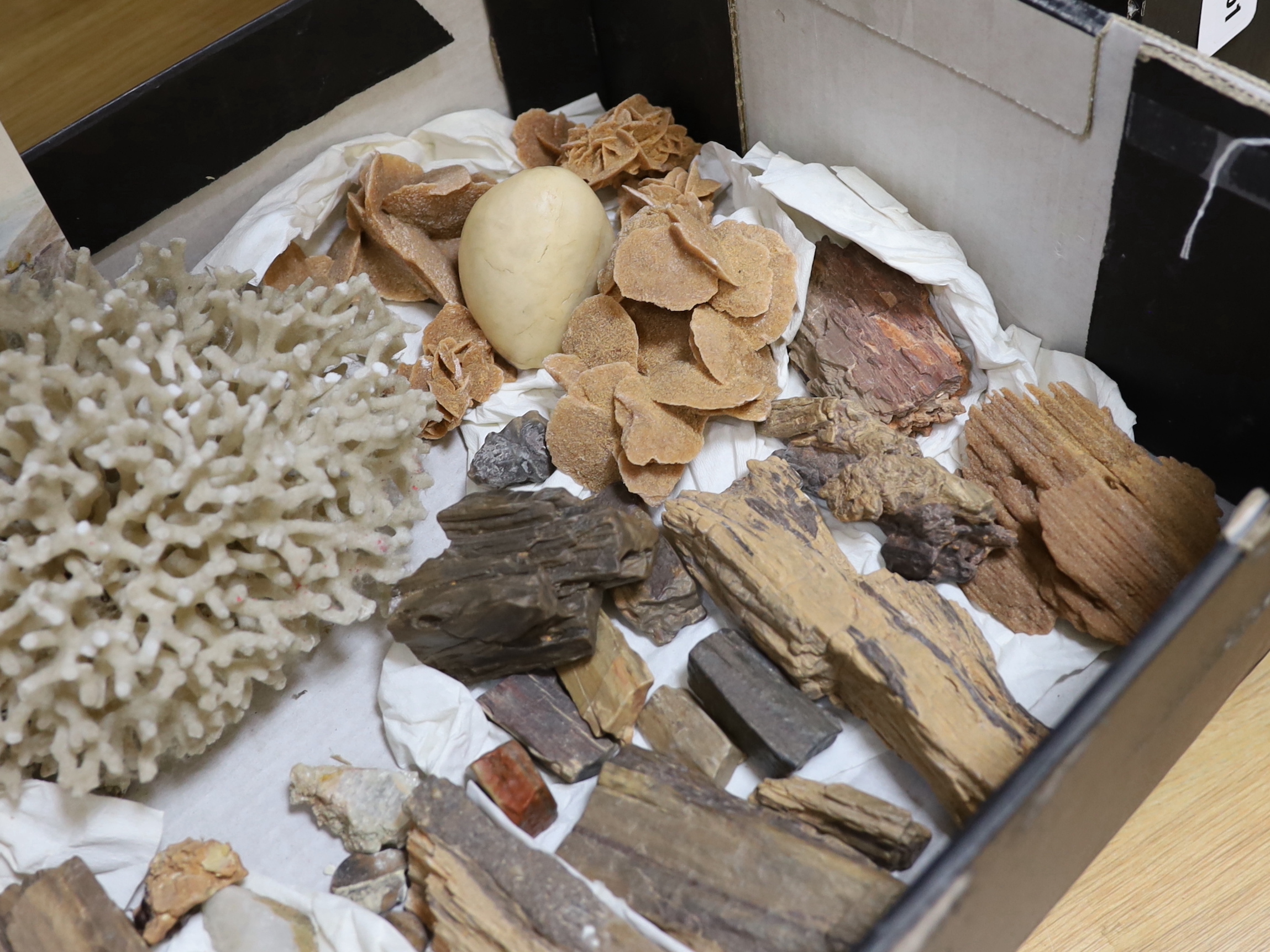 A collection of fossils, mineral specimens and coral